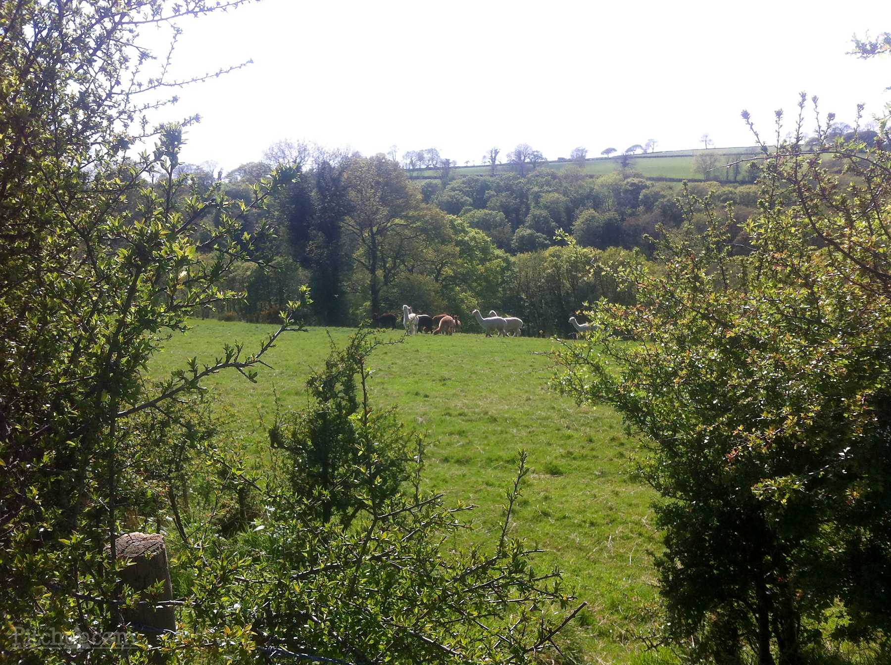 Bybrook Hideaway - Carmarthenshire Camping & Glamping - Alpaca Field 2