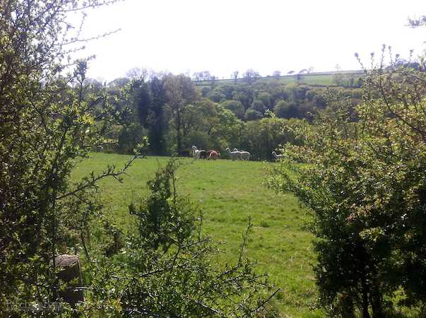 Pembrokeshire Alpacas Bybrook Hideaway